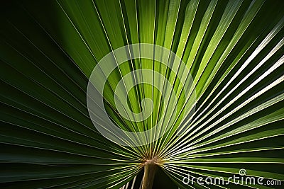 pattern shape geometric shadow light day sunny background plant tropical close leaf palm Stock Photo