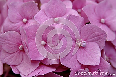 The pattern of the small soft pink flowers Stock Photo