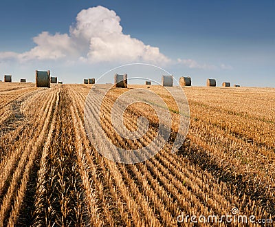 stubble harvested in the field of wheat and bales of straw in rolls against the background of a beautiful sky Stock Photo