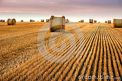 stubble harvested in the field of wheat and bales of straw in rolls against the beautiful evening sky Stock Photo