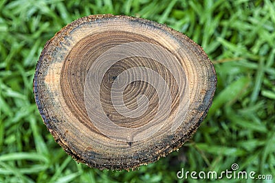 Pattern on teak stump Stock Photo