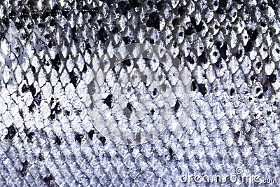 Pattern texture of salmon skin. Macro shot salmon skin surface texture background. Close up picture of texture of salmon skin deta Stock Photo