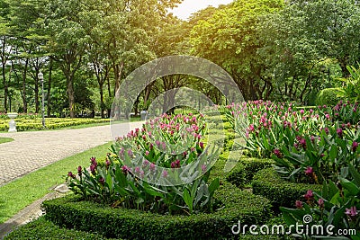 Pattern of topiary English garden style, colorful flowering plant blooming in a green leaf of Philippine tea plant border Stock Photo