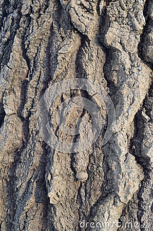 The pattern of tree bark. Background. Beautiful texture. Stock Photo