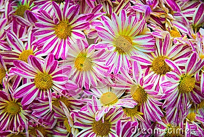Pattern from Vibrant Gerbera pink white gerbera Flowers Stock Photo