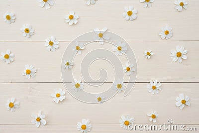 Pattern of white Spanish needle flowers Stock Photo