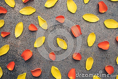 Flower petals arranged, scattered on a dark background with texture. Stock Photo