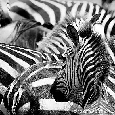 Pattern of zebras Stock Photo