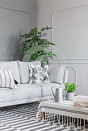 Patterned cushion on grey settee in living room interior with plant on table on striped carpet. Real photo Stock Photo