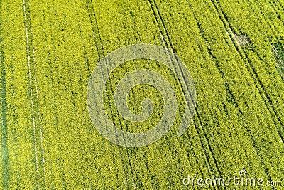 Patterned green agricultural field Stock Photo