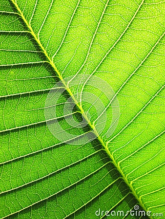 Patterned green leaf of the Plumeria tree background Stock Photo