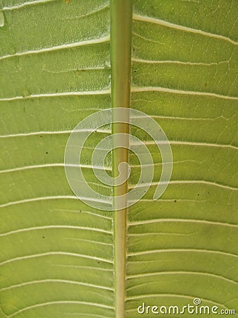 Patterned green leaves of the plumeria tree Stock Photo