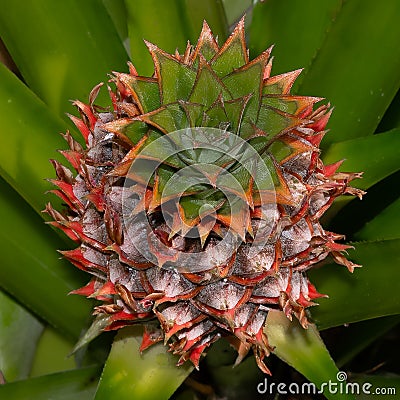 Patterns of a Baby Pineapple Stock Photo