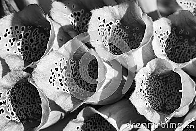 Patterns of foxgloves Digitalis flowers Stock Photo