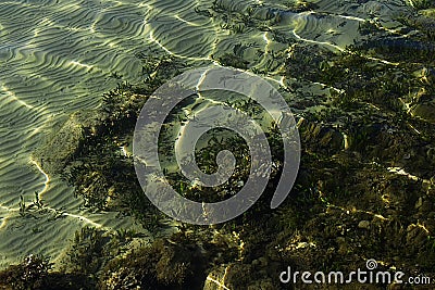 Patterns of light on the seaweed and sand on the seabed Stock Photo