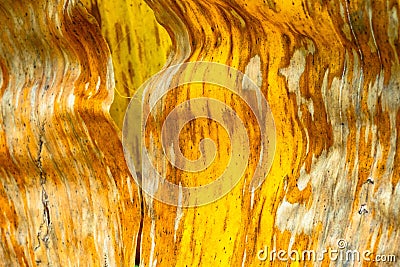 Patterns and textures banana leaves, colorful green, yellow and dry.Closeup of banana leaf texture abstract background selective f Stock Photo