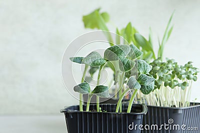 Pon windowsill. attypan squash sprout seedlings in container Stock Photo