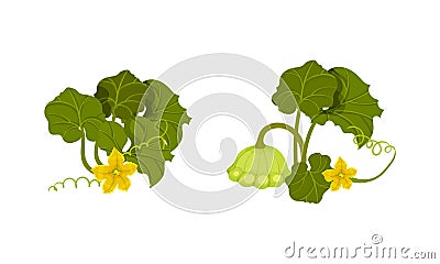 Pattypan Squash or Summer Squash with Scalloped Edges and Green Leaves Vector Set Vector Illustration