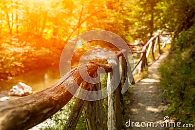 Patway in the forest with hot colors during a hot summer day Stock Photo