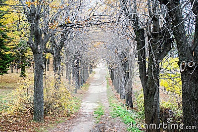 Patway among old woods in deep forest Stock Photo