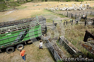 Farm animal husbandry Editorial Stock Photo