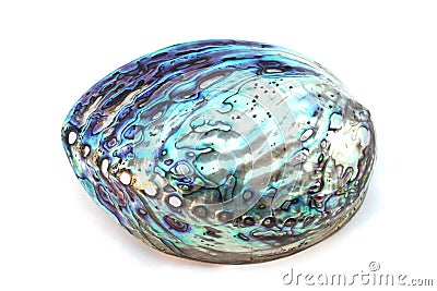 Paua shell Stock Photo