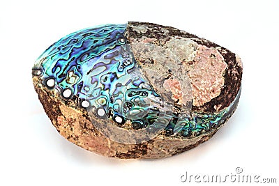 Paua shell Stock Photo