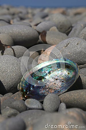 Paua Shell Stock Photo