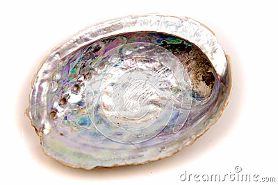 Paua shell Stock Photo