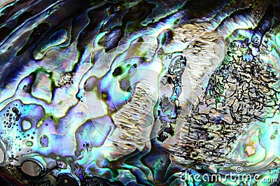 Paua shell background Stock Photo