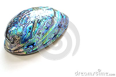 paua shell Stock Photo