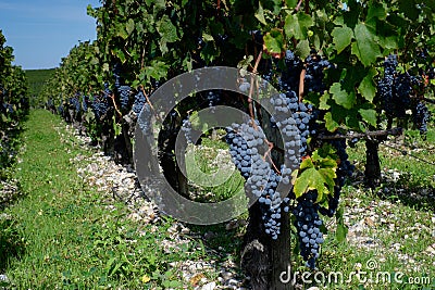 Cabernet Sauvignon grapes of Pauillac Stock Photo