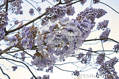 Paulownia tomentosa blossom Stock Photo