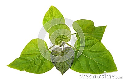 Paulownia tomentosa branch Stock Photo