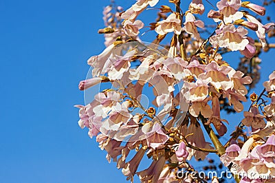 Paulownia tomentosa flowers against blue sky. Free space for text Stock Photo