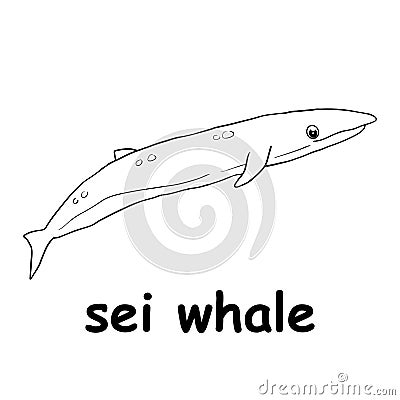 Kids line illustration coloring sei whale. animal are just lines Vector Illustration