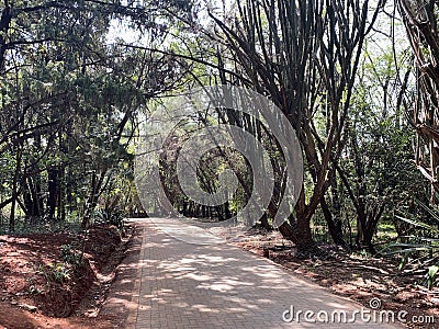 Paved footpath in arboretum in Nairobi Kenya Stock Photo