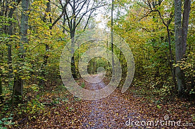 Paved footpath in autumn colors Stock Photo