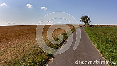 Single tree near a public path through farmland in Luxembourg Stock Photo