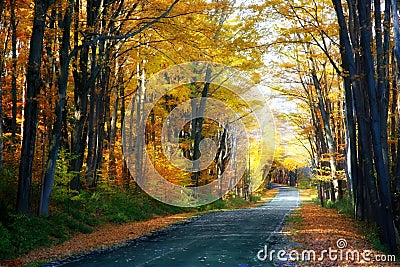 Paved Road in Autumn Lined with Colorful Maple Trees. Stock Photo