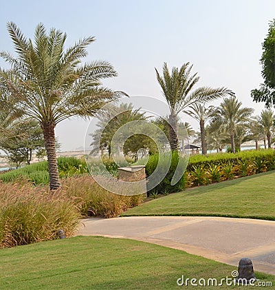 Paved Walkway with Palm Trees, Anantara Hotel Resort, Sir Baniyas Island Stock Photo