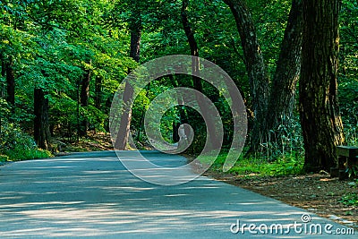 Paved walkway in a woodland area Stock Photo