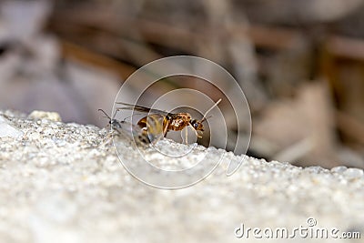 Pavement ant queen Stock Photo