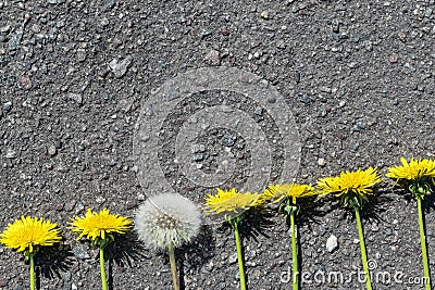 On the pavement lie dandelions in a line. All unblown dandelions. A dandelion blossomed and became fluffy. Stock Photo