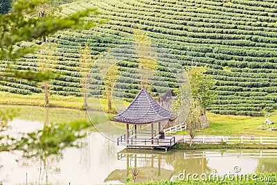 Pavilion and pond at green tea plantation terraces at mountain.Thailand Stock Photo