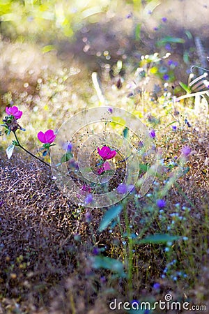 Pavonia rigida beautiful with bokeh Stock Photo