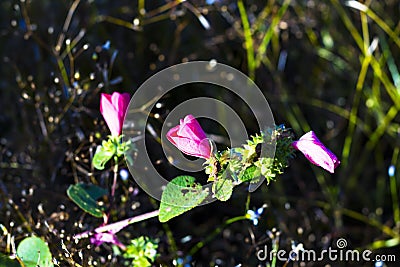 Pavonia rigida blur with grass Stock Photo