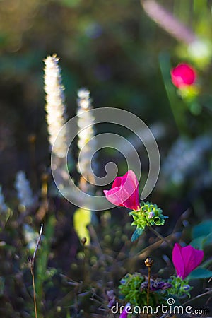 Pavonia rigida bokeh with backgorund Stock Photo