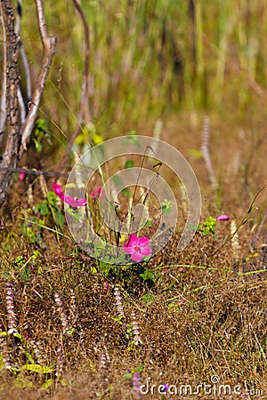 Pavonia rigida bokeh dry tree Stock Photo