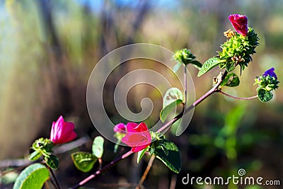 Pavonia rigida flowe and blur tree Stock Photo